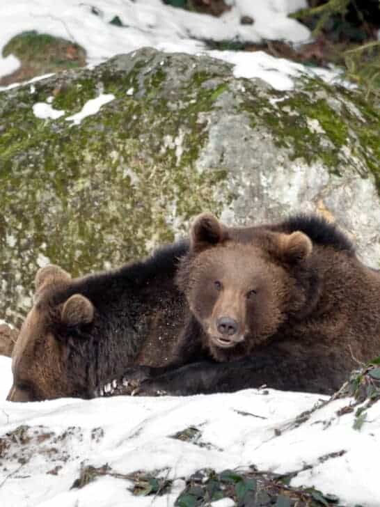 Five Animals That Hibernate the Longest