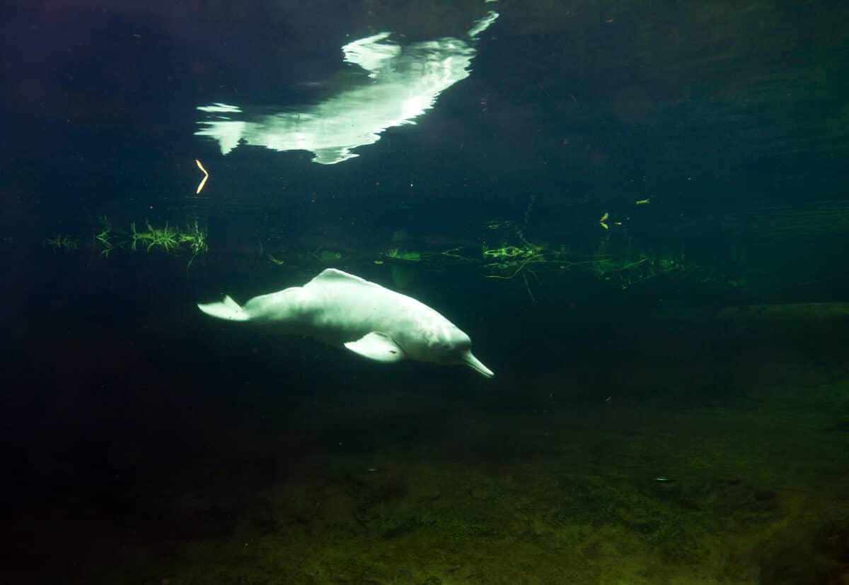 river dolphin