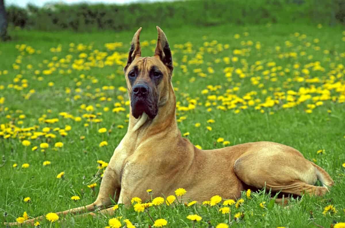 great dane