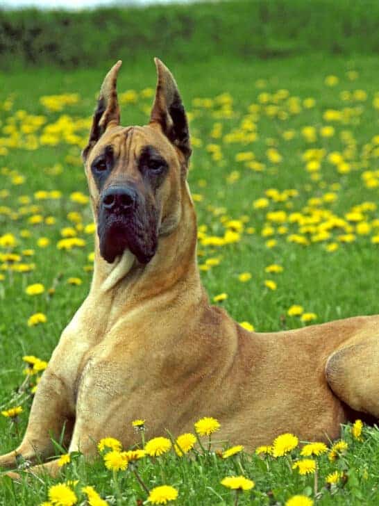 Meet he Largest Dog Breed in the World: Mastiffs