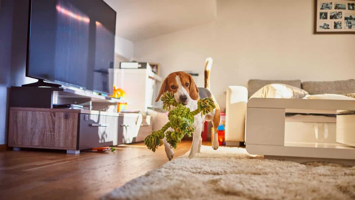 Dog beagle purebred running with a green rope in house in living room. Iciakp/ Depositphotos
