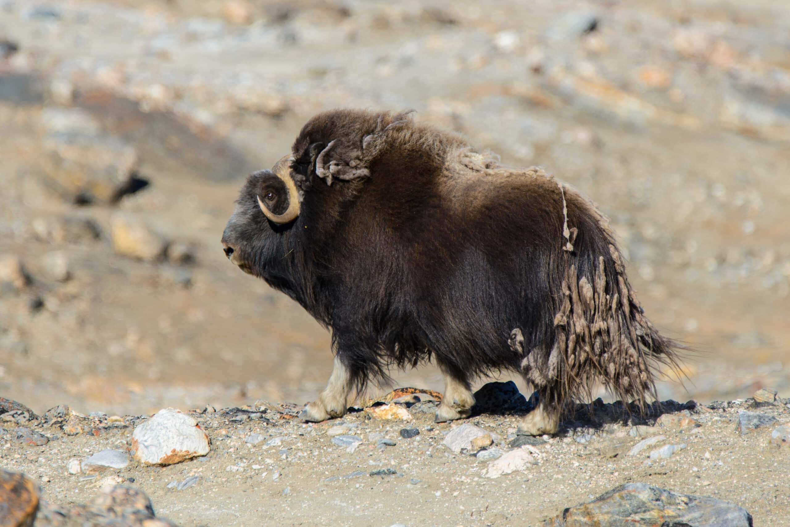 The Amazing Adaptation: How Tibetans Survive High Altitudes - 699rxct