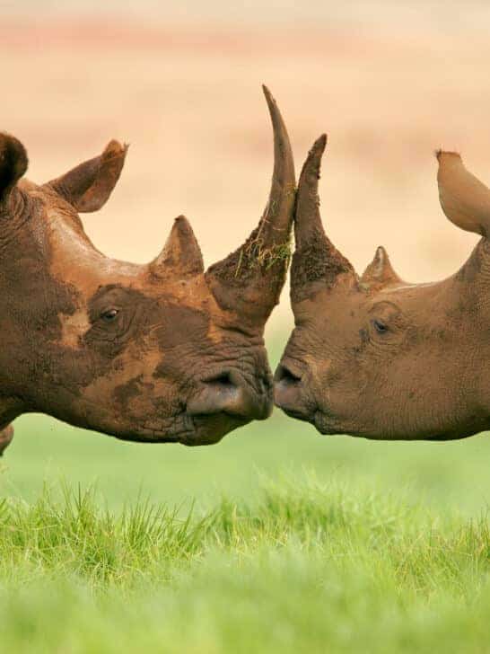 Top 5 Rarest Animals in the World