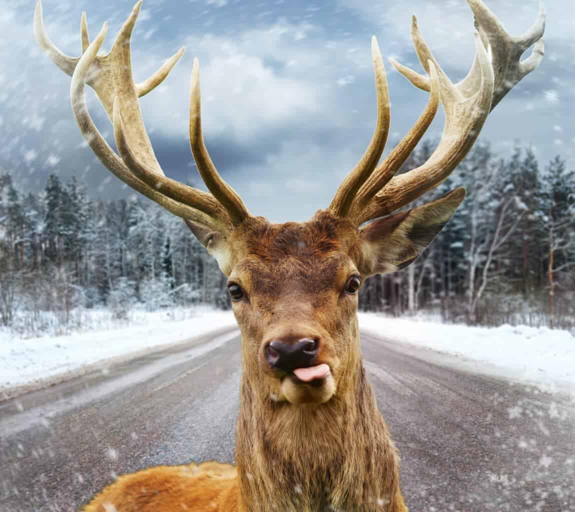deer with tongue out