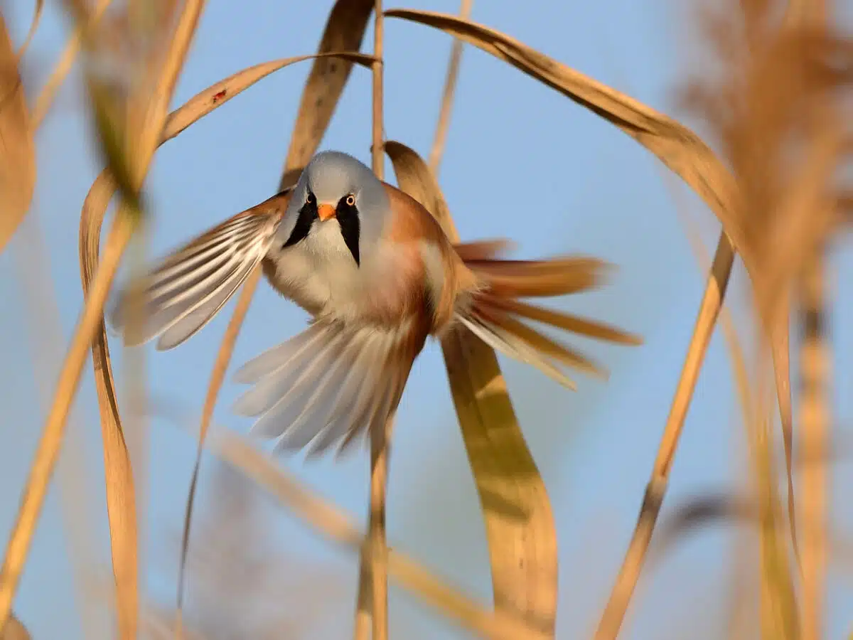 Bearded reedling