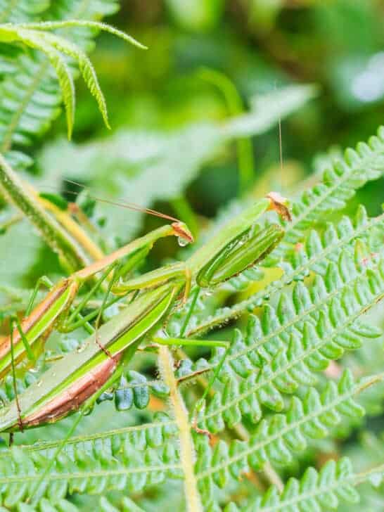 The Dark Side of Praying Mantises’ Mating Rituals