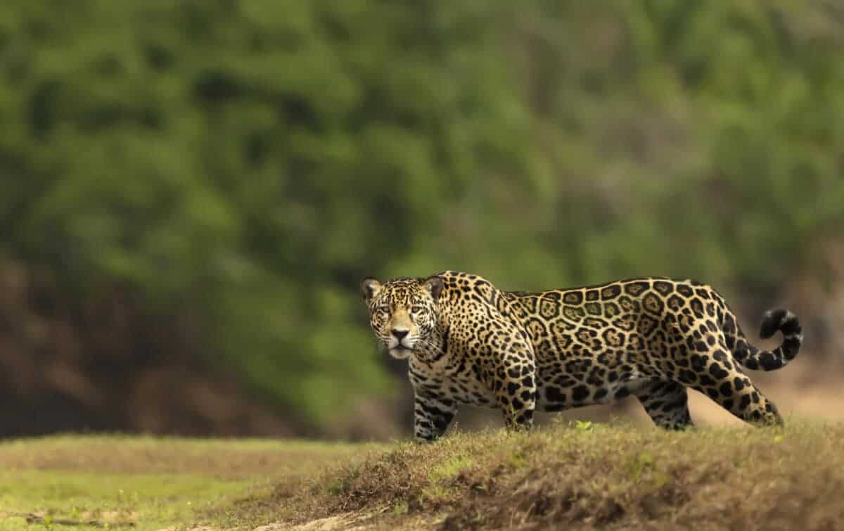 jaguar sighting