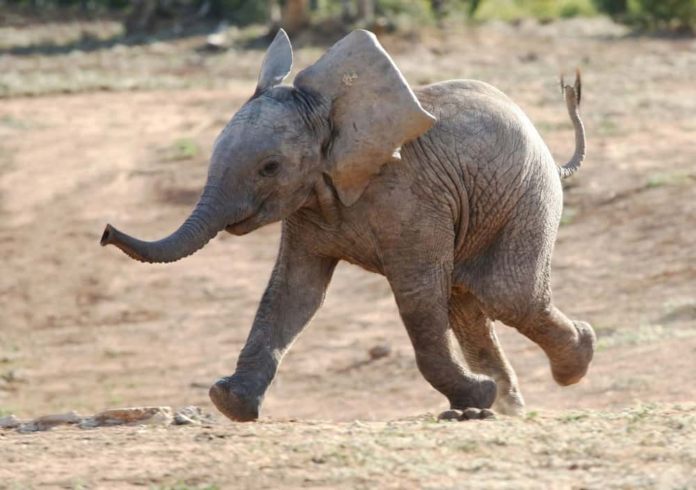 baby elephant