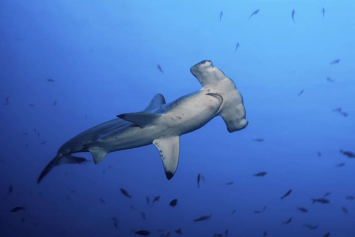 shark hold breath