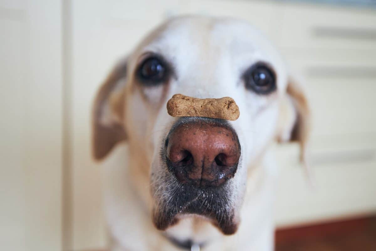 Close-up view of funny dog. Labrador retriever balancing biscuit with bone shape on his snout. Chalabala/ Depositphotos
