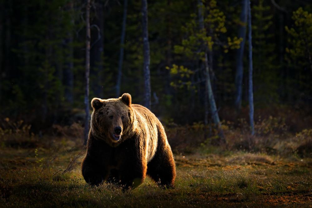grizzly bear
