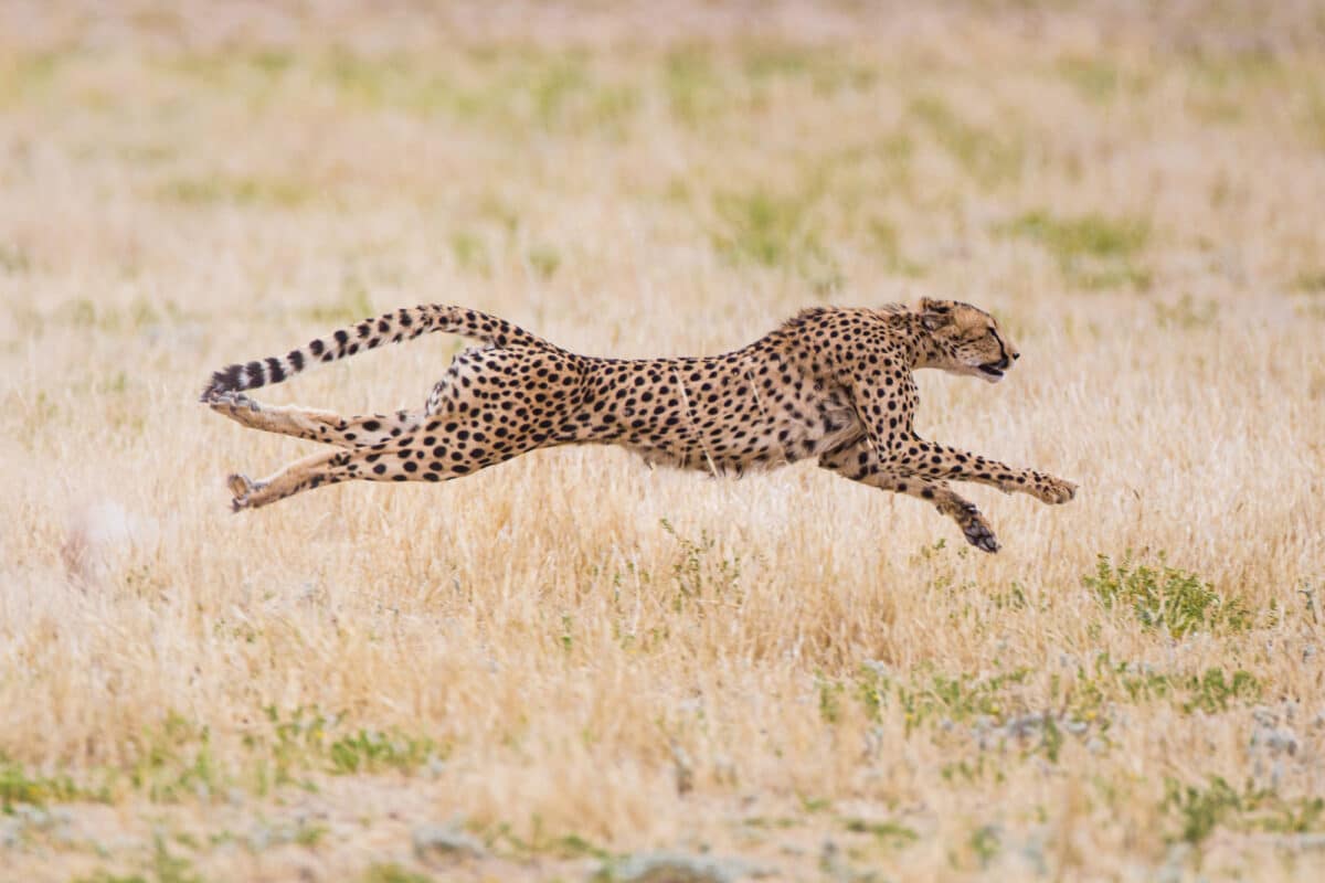Cheetah hunting down prey. Wmarinovich/ Deposit Photos