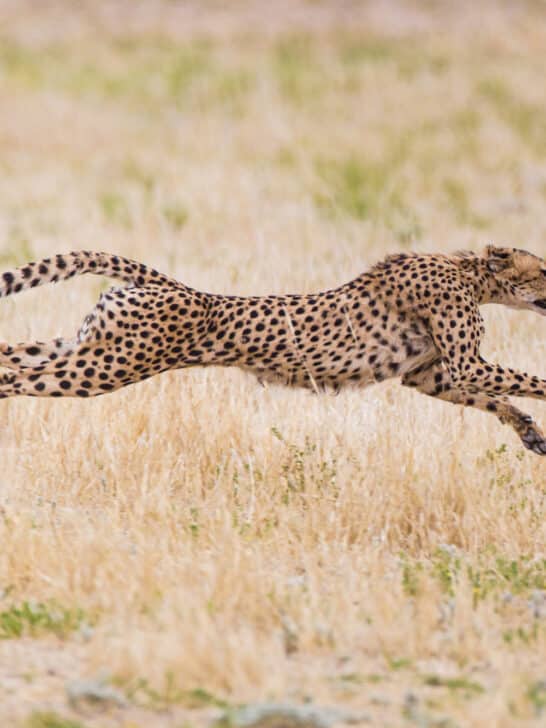 Discover the Muscular and Skeletal Systems of Animals