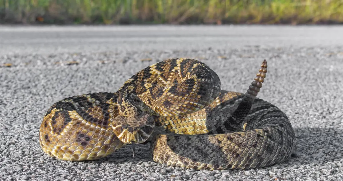 Eastern diamond back rattlesnake is the most venomous snake in the US.