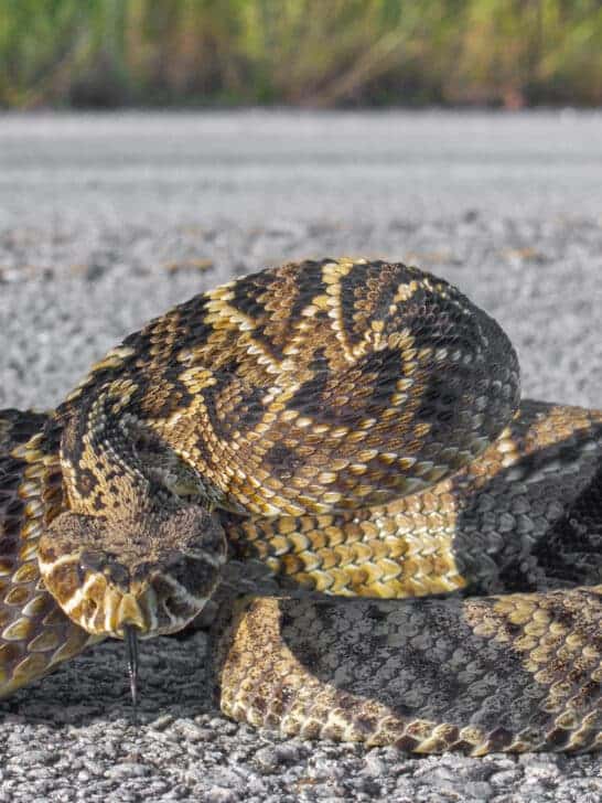 US States That Don’t Have Rattlesnakes