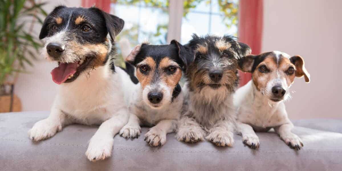 Group Jack Russell Terrier Doggies. Four lsmall dogs sitting at home side by side on the couch. thaka11/ Depositphotos
