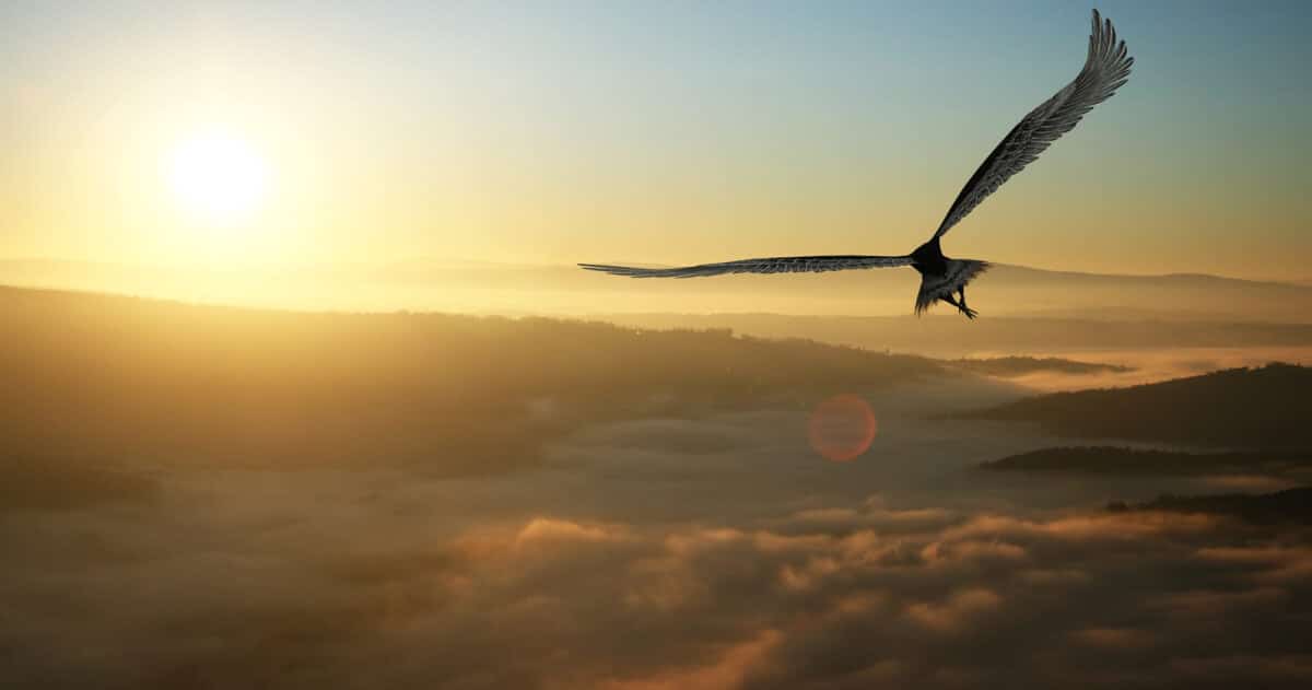 eagle flying at dawn