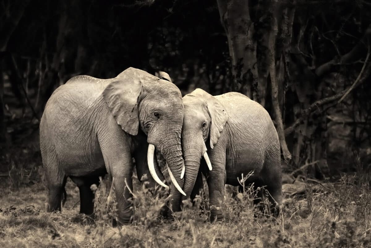 elephant friends