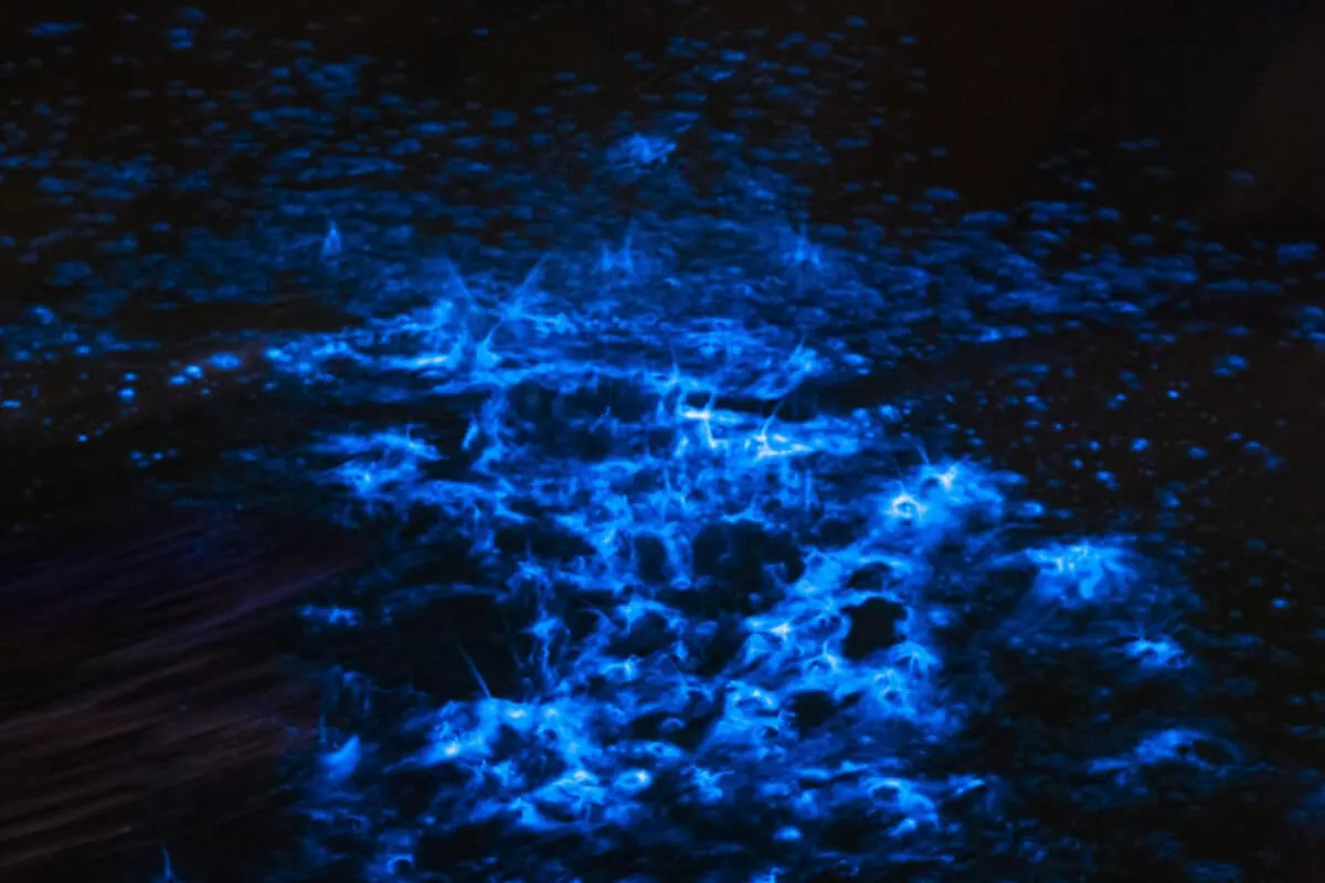 bioluminescence