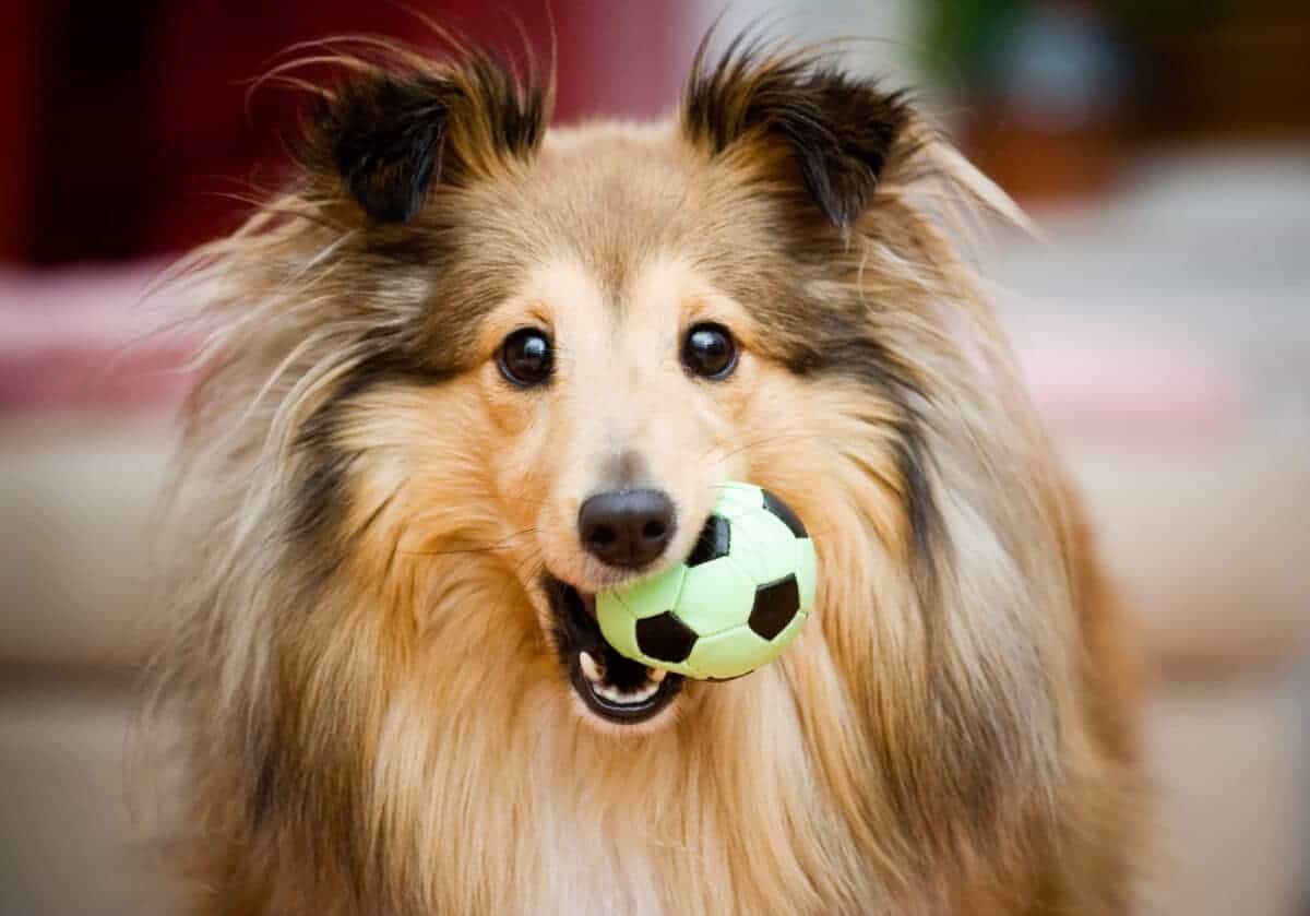 Brown sheltie playing with green ball toy. Molka/ Depositphotos