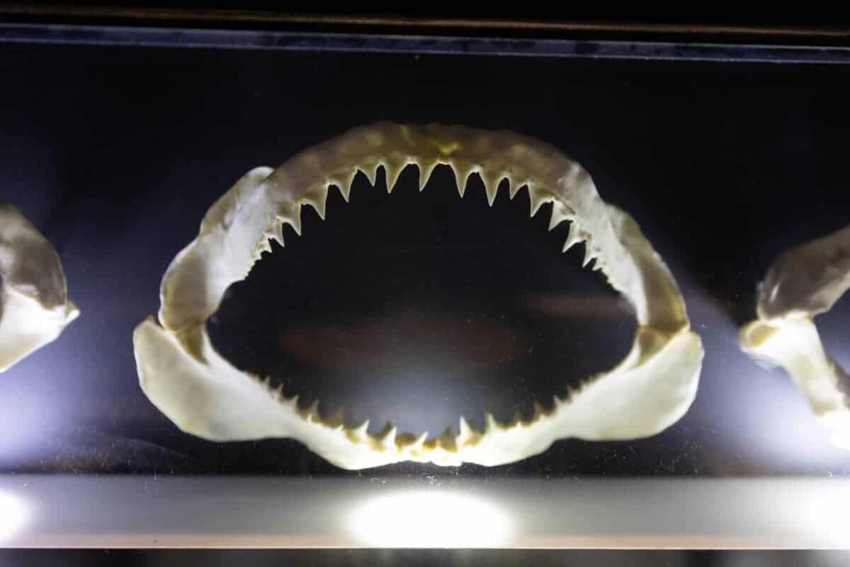 shark teeth