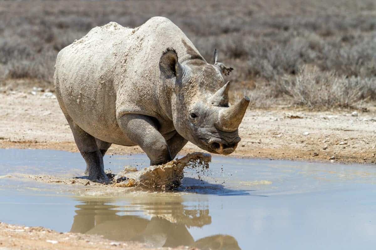 rhino playing in water