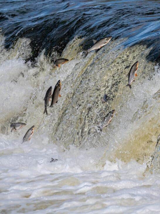 The Epic Migration of Salmon
