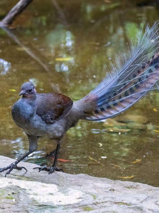 How Lyrebirds Use Song to Attract Mates: A Symphony of Courtship