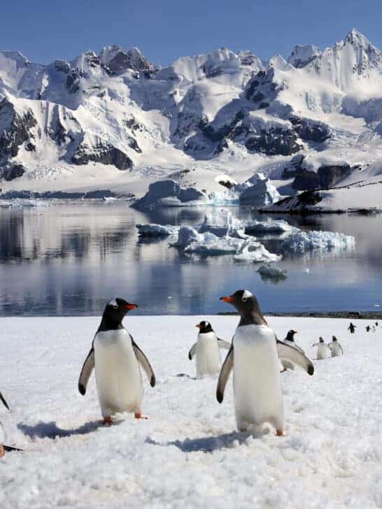 Survival Strategies of Antarctic Wildlife