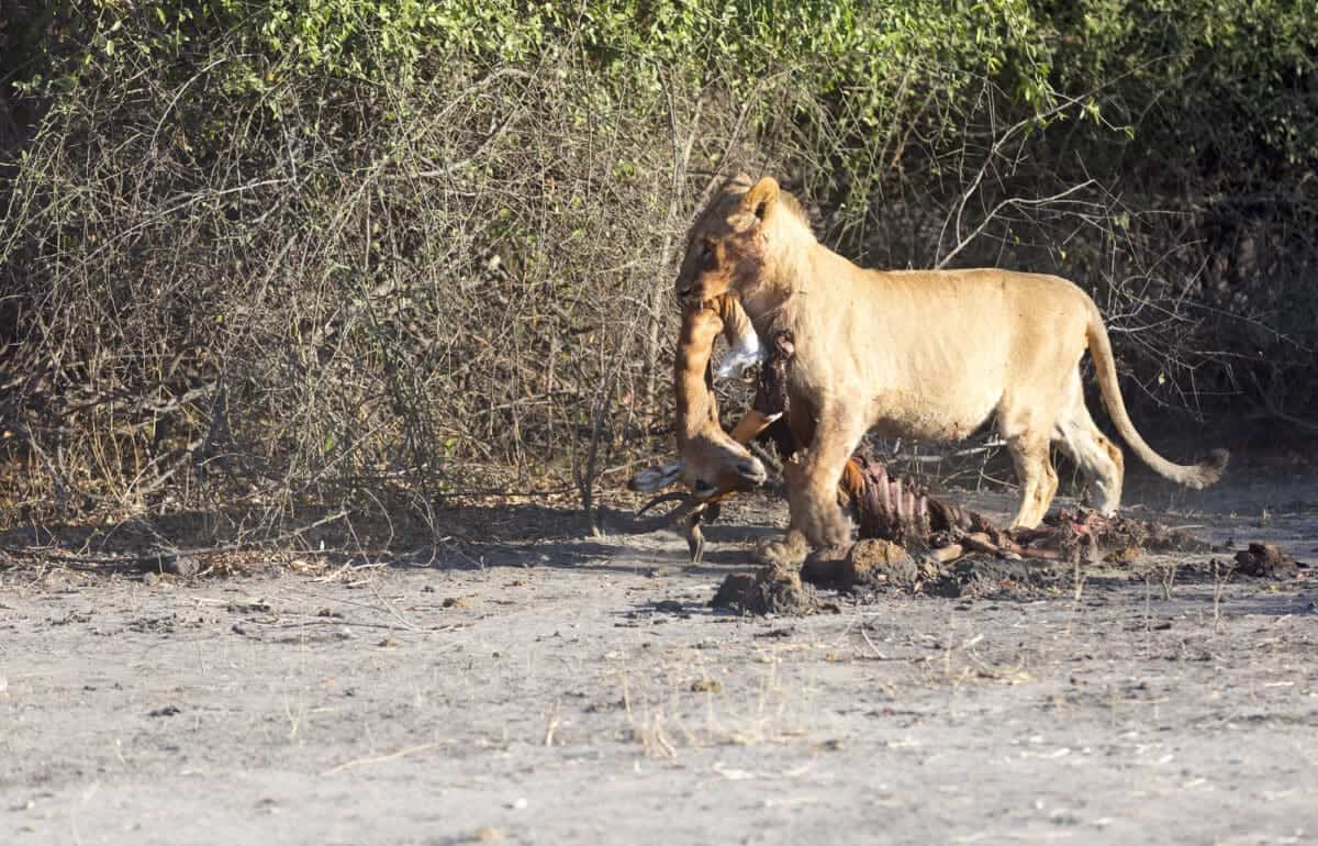 lion with antelope kill