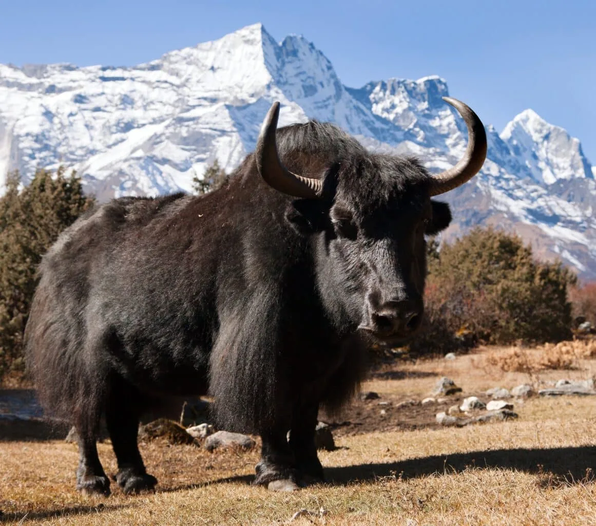 Black yak and mount Kongde