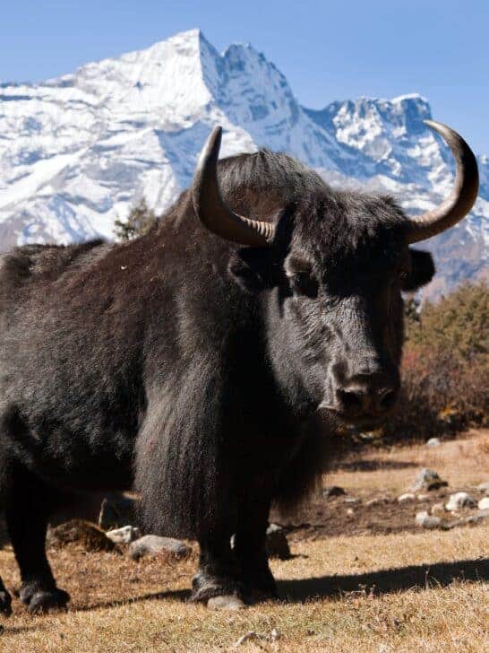 15 Animals and Wildlife that Start with Y