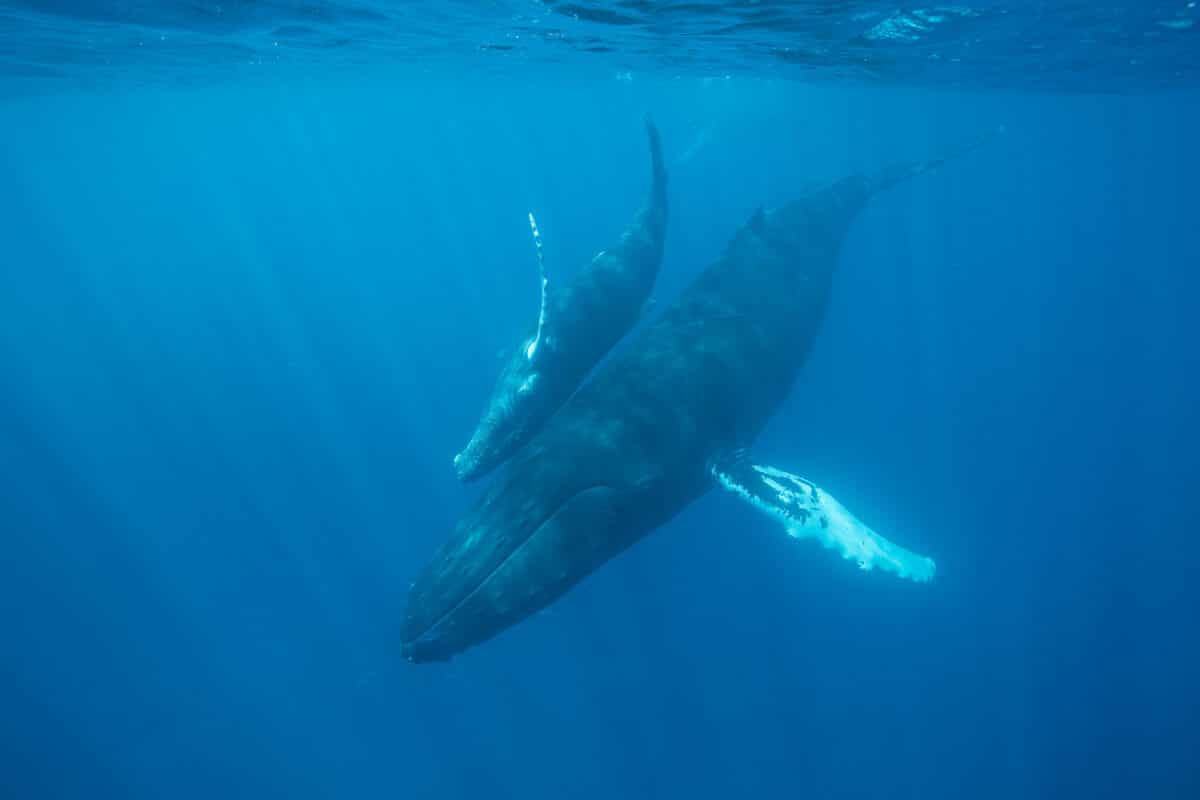 Humpback Mother and Calf in the Deep Blue Ocean.