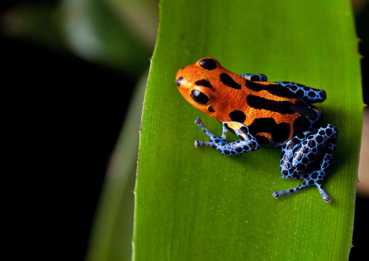 endangered amphibians