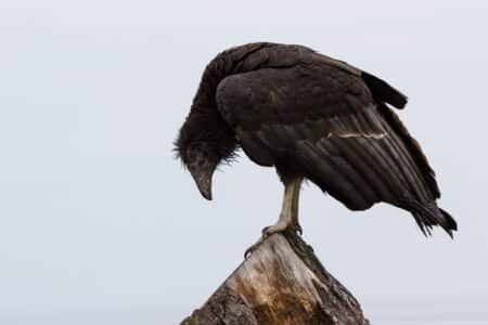 How the California Condor Was Brought Back from the Brink