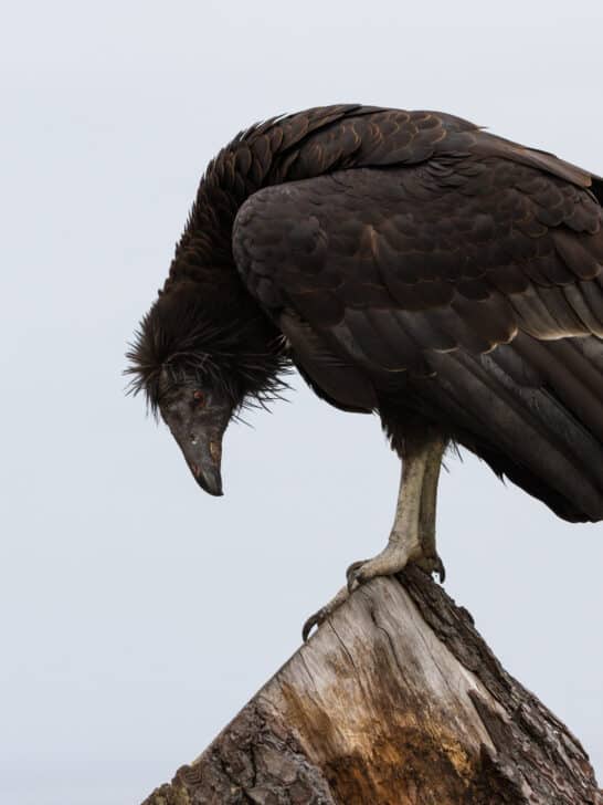 How the California Condor Was Brought Back from the Brink