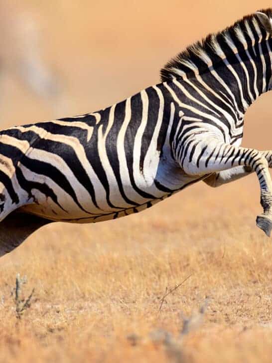 Why Do Zebras Have Stripes