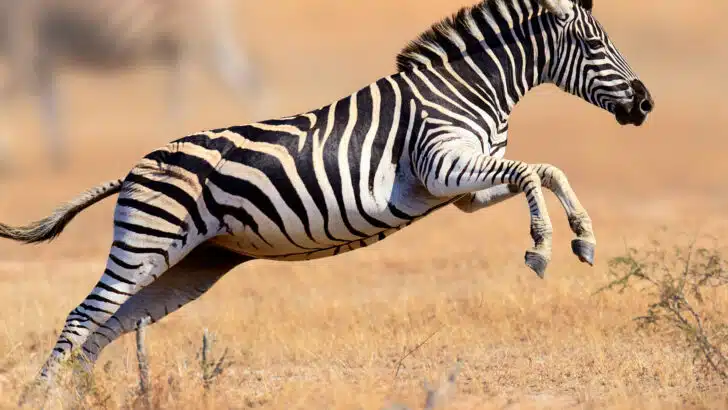 15 Animals and Wildlife that Start with Z