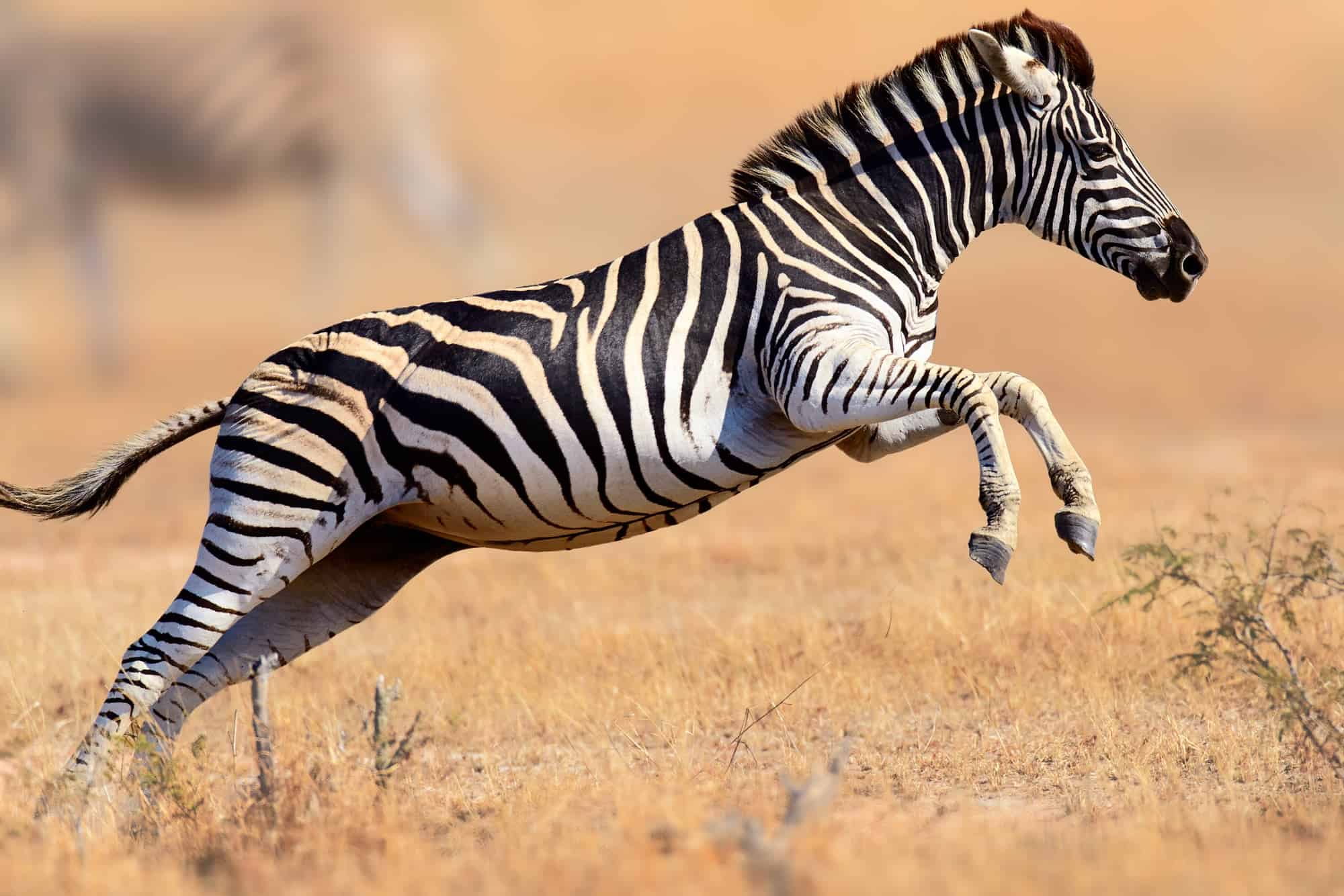 zebra running