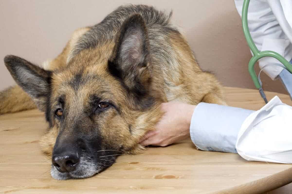 atypical canine respiratory disease