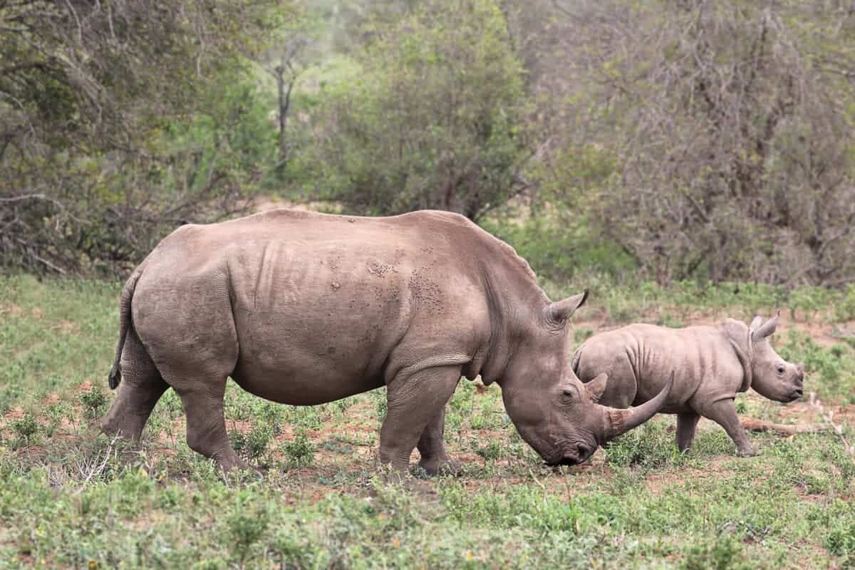 A female Rhino 