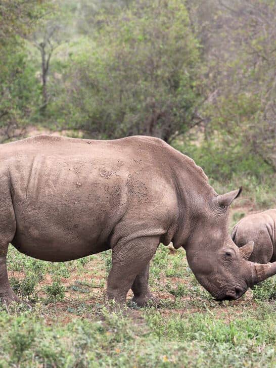 From Vulnerable to Near-Threatened: Black Rhino Success