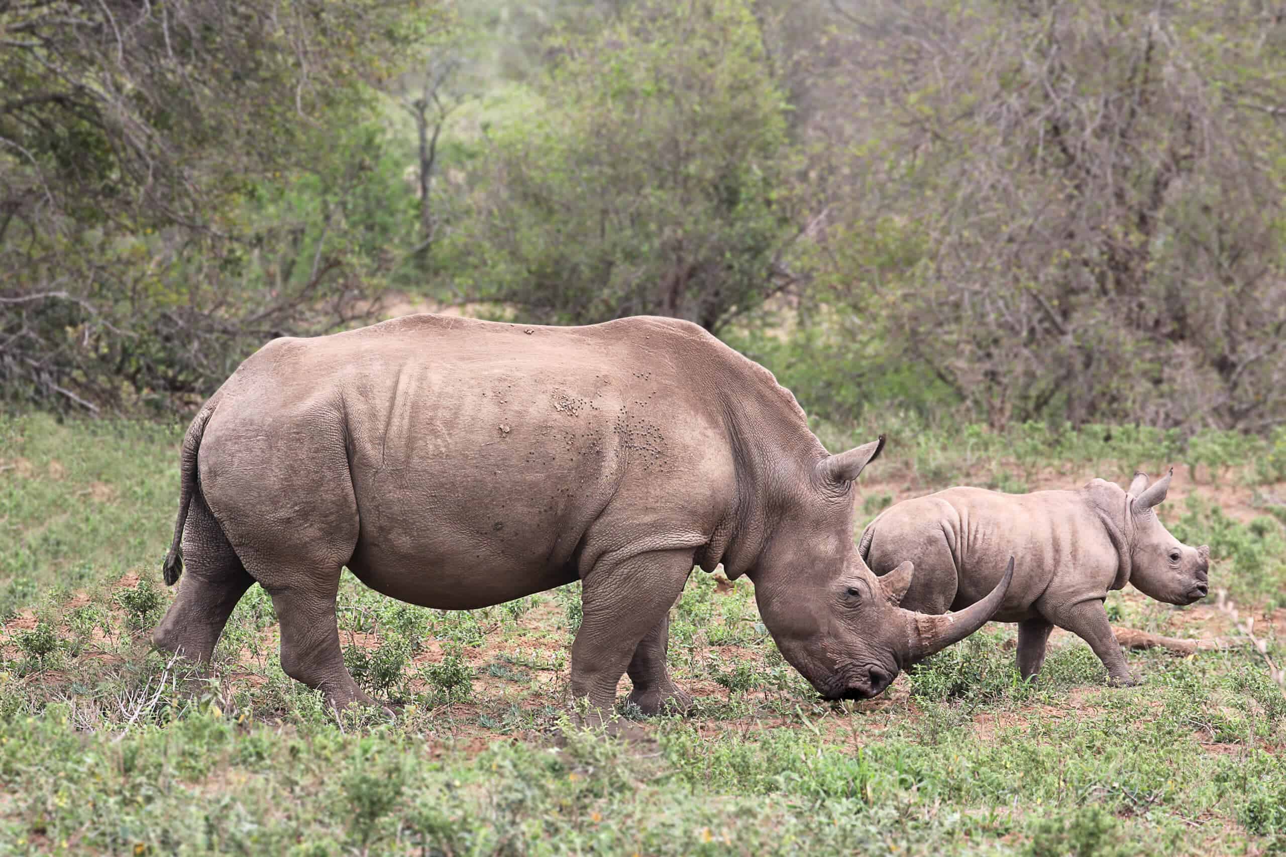 A female Rhino