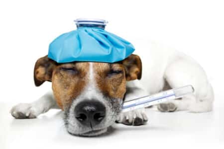 Atypical Canine Respiratory Disease? What You Need To Know