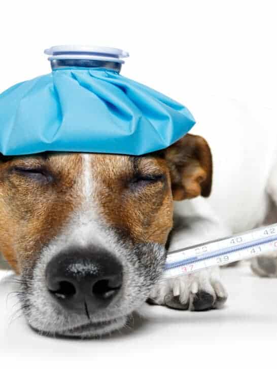 Atypical Canine Respiratory Disease? What You Need To Know