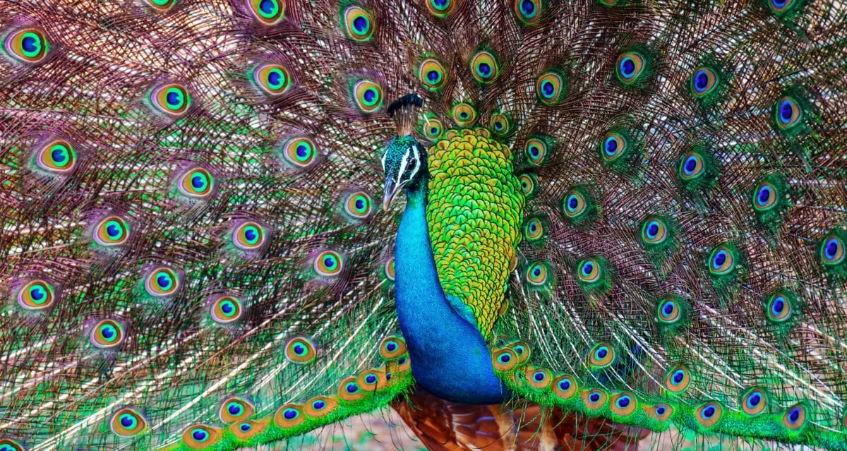 Peacock