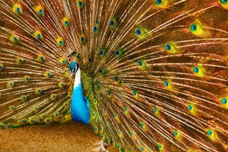 The Meaning of the Peacock as a Spirit Animal Beauty Confidence and Self-Expression