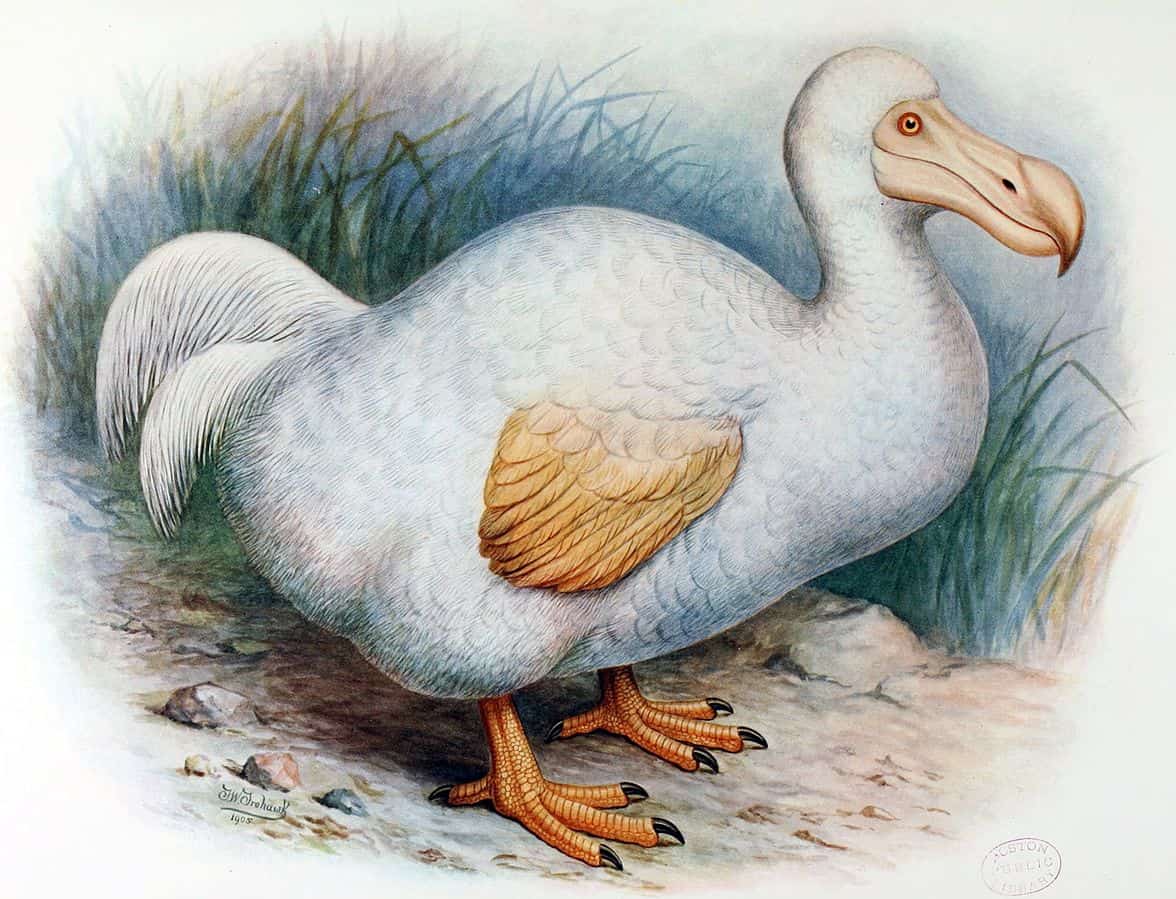 dodo de-extinct