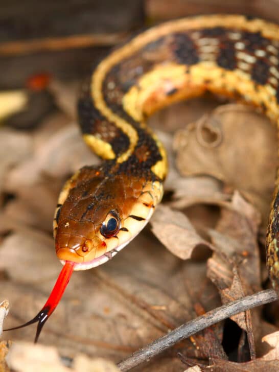 Risking It All To Rescue Three Trapped Snakes