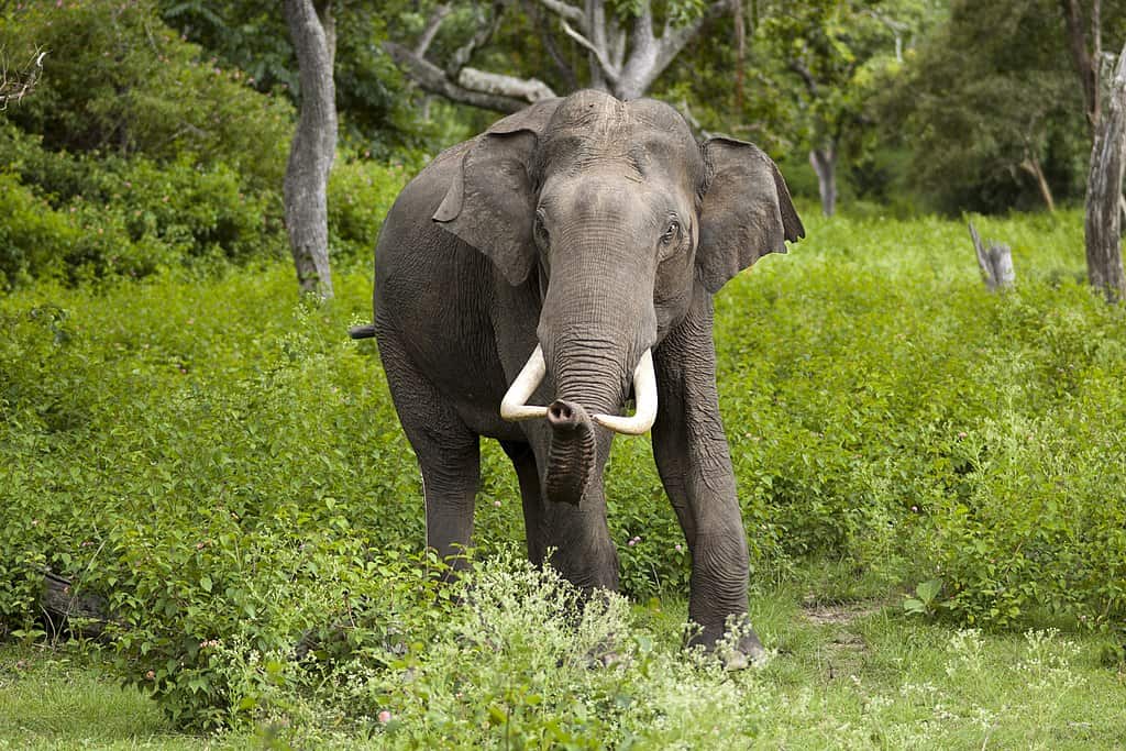 asian elephant